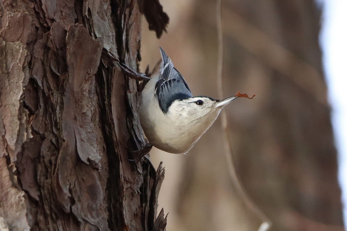 White-breasted Nuthatch - ML535765911