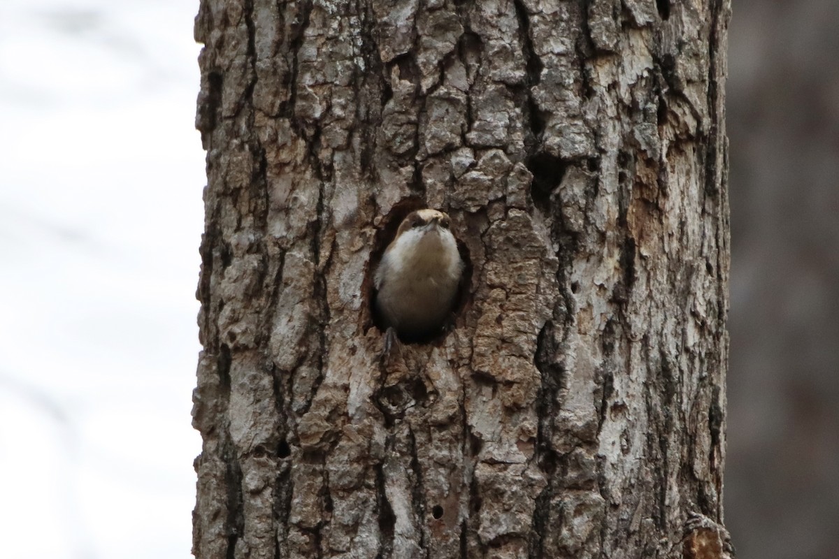 Brown-headed Nuthatch - ML535765941