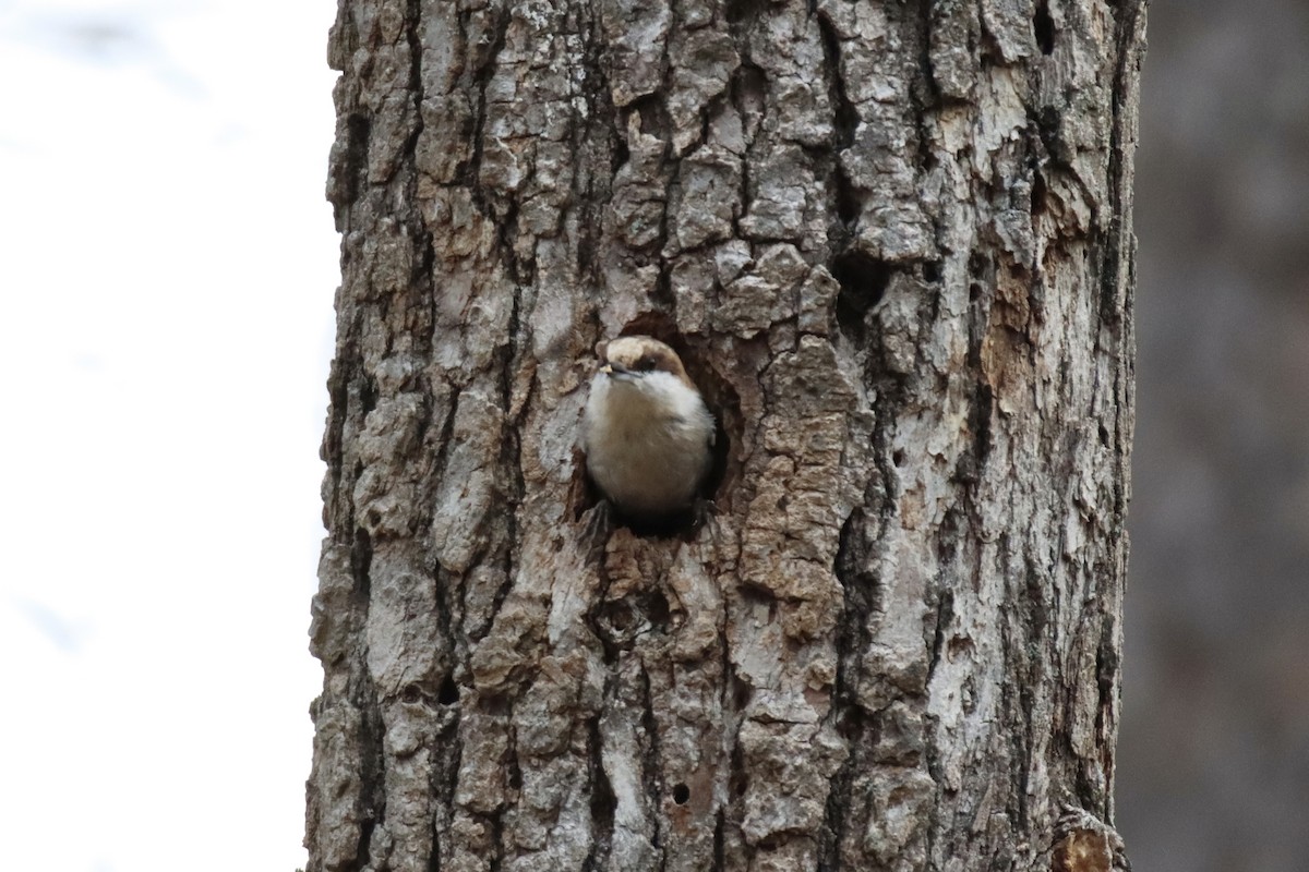 Brown-headed Nuthatch - ML535765951
