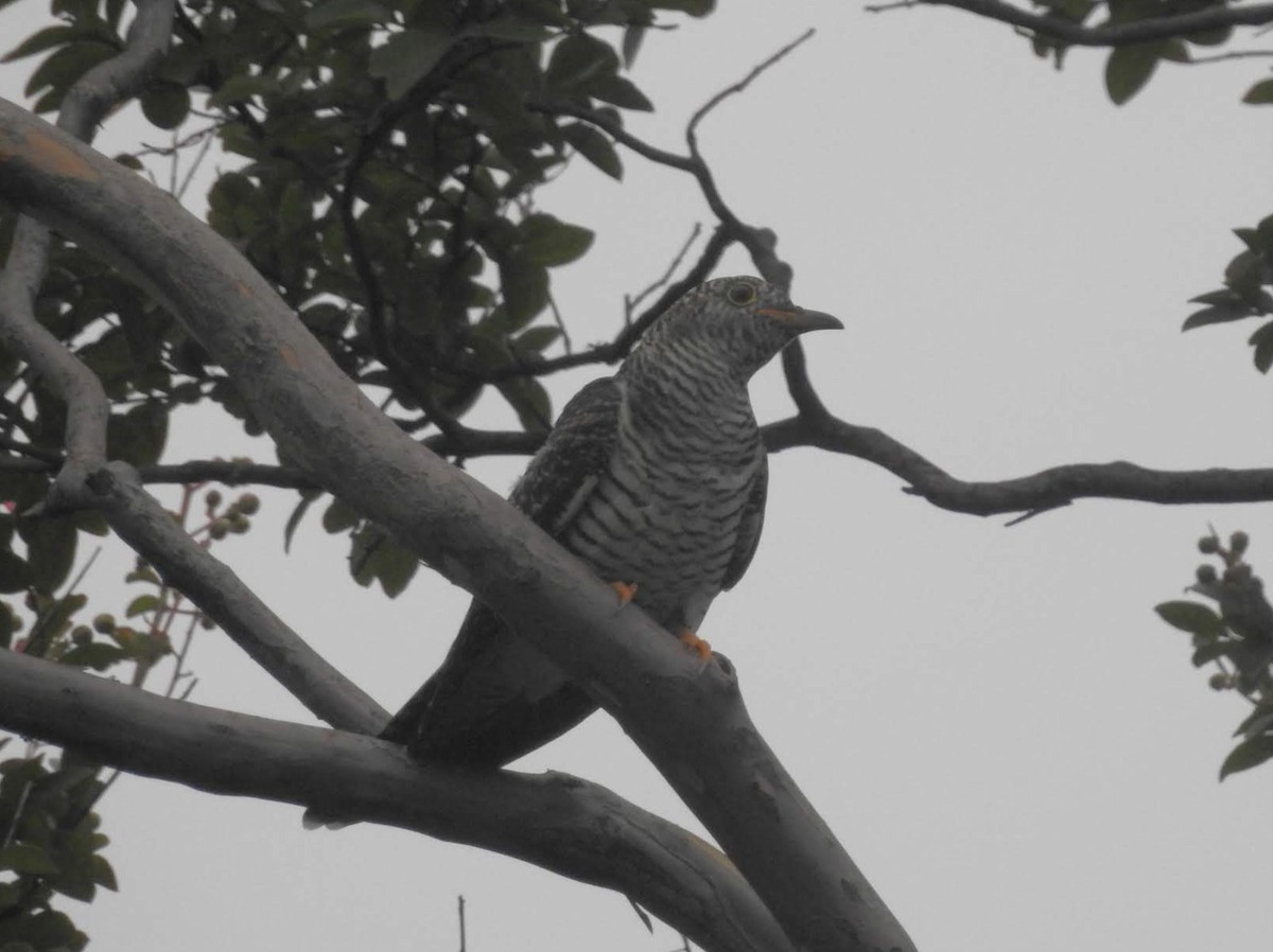 Common Cuckoo - David Cristóbal Huertas