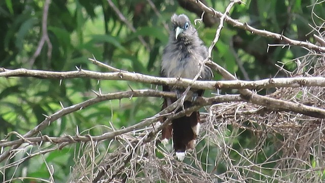 Blue-faced Malkoha - ML535768551