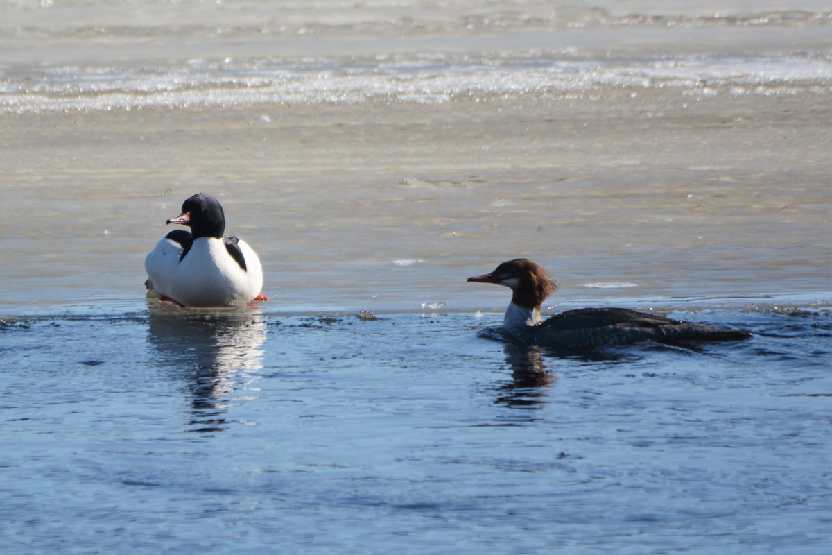 Common Merganser - Steve Mierzykowski