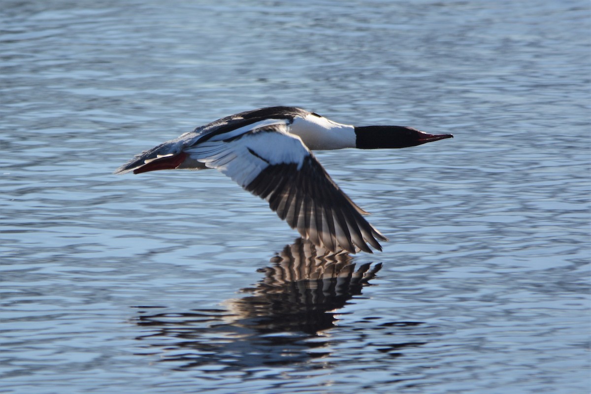 Common Merganser - Steve Mierzykowski