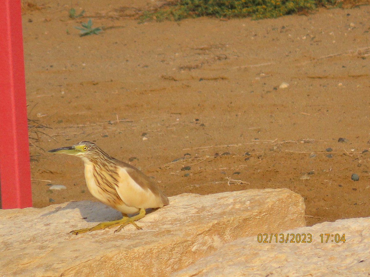 Squacco Heron - Ute Langner