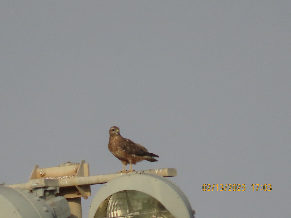 Common Buzzard (Steppe) - ML535769811