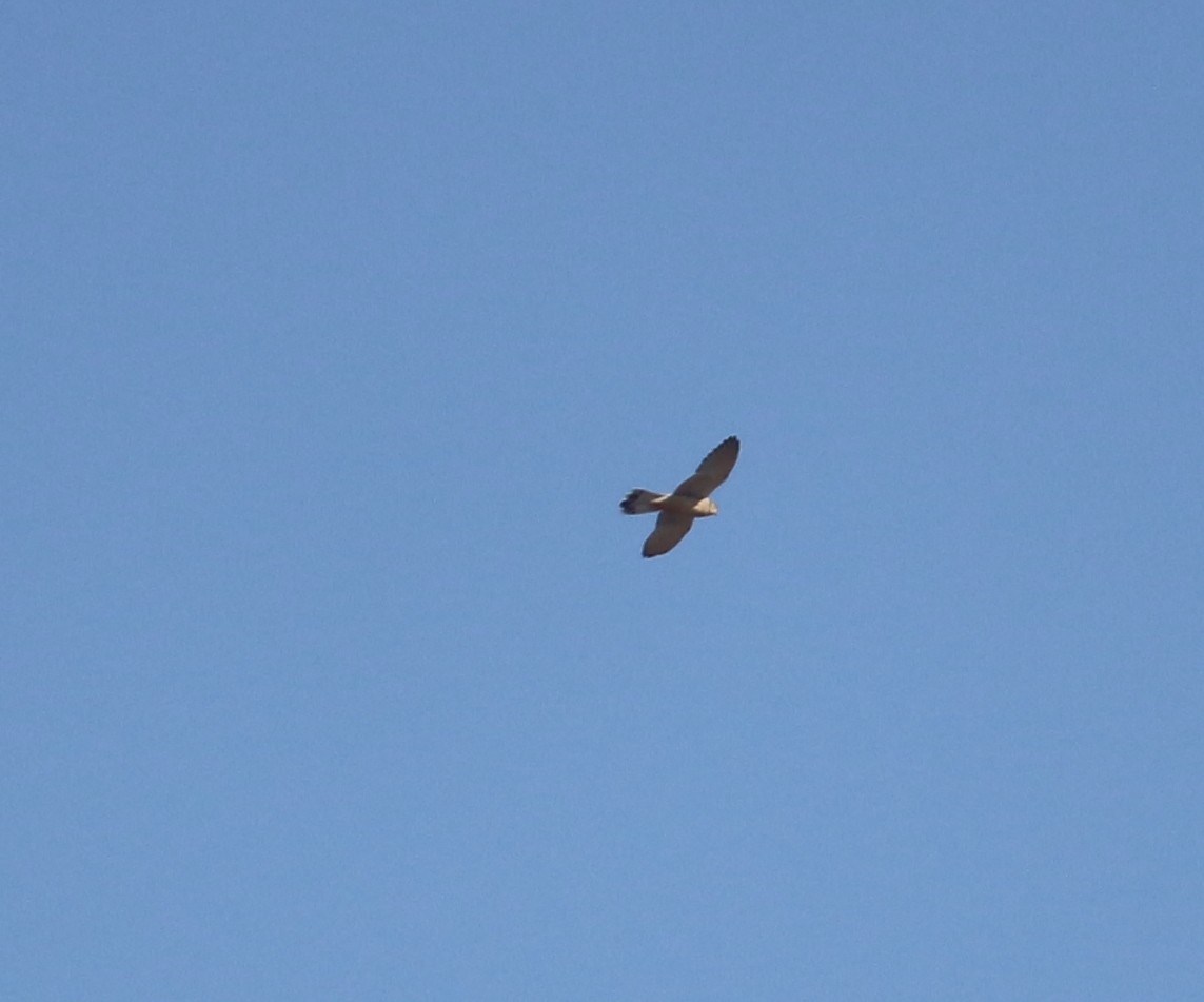 Lesser Kestrel - ML535771211