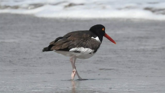 American Oystercatcher - ML535771341