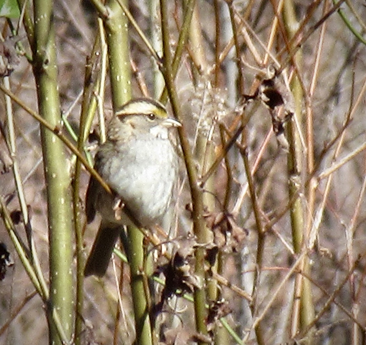 White-throated Sparrow - Raven Dandridge