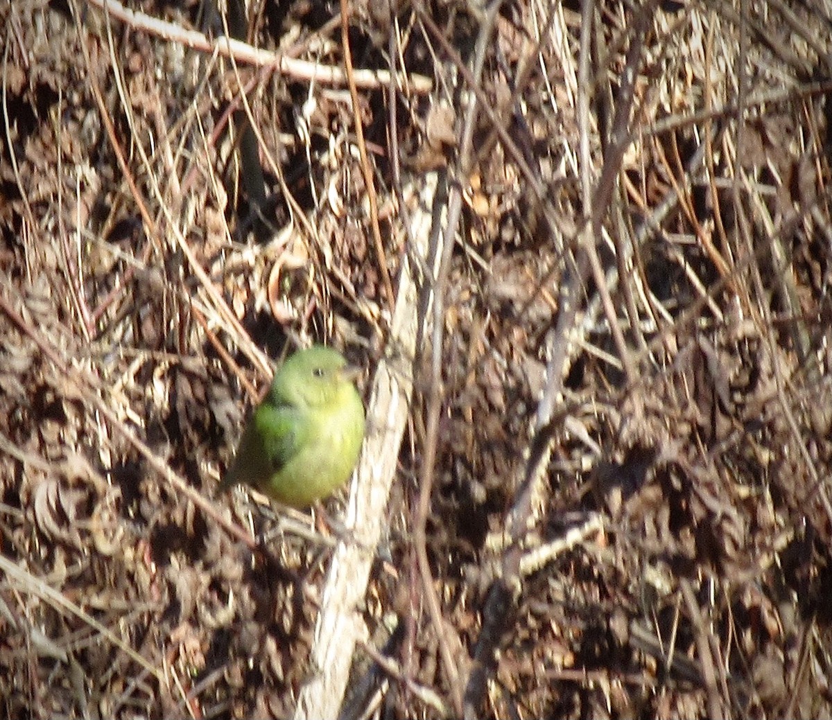 Painted Bunting - ML535772241