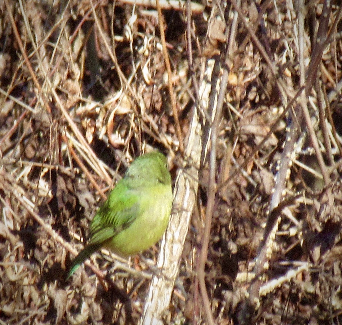 Painted Bunting - ML535772291