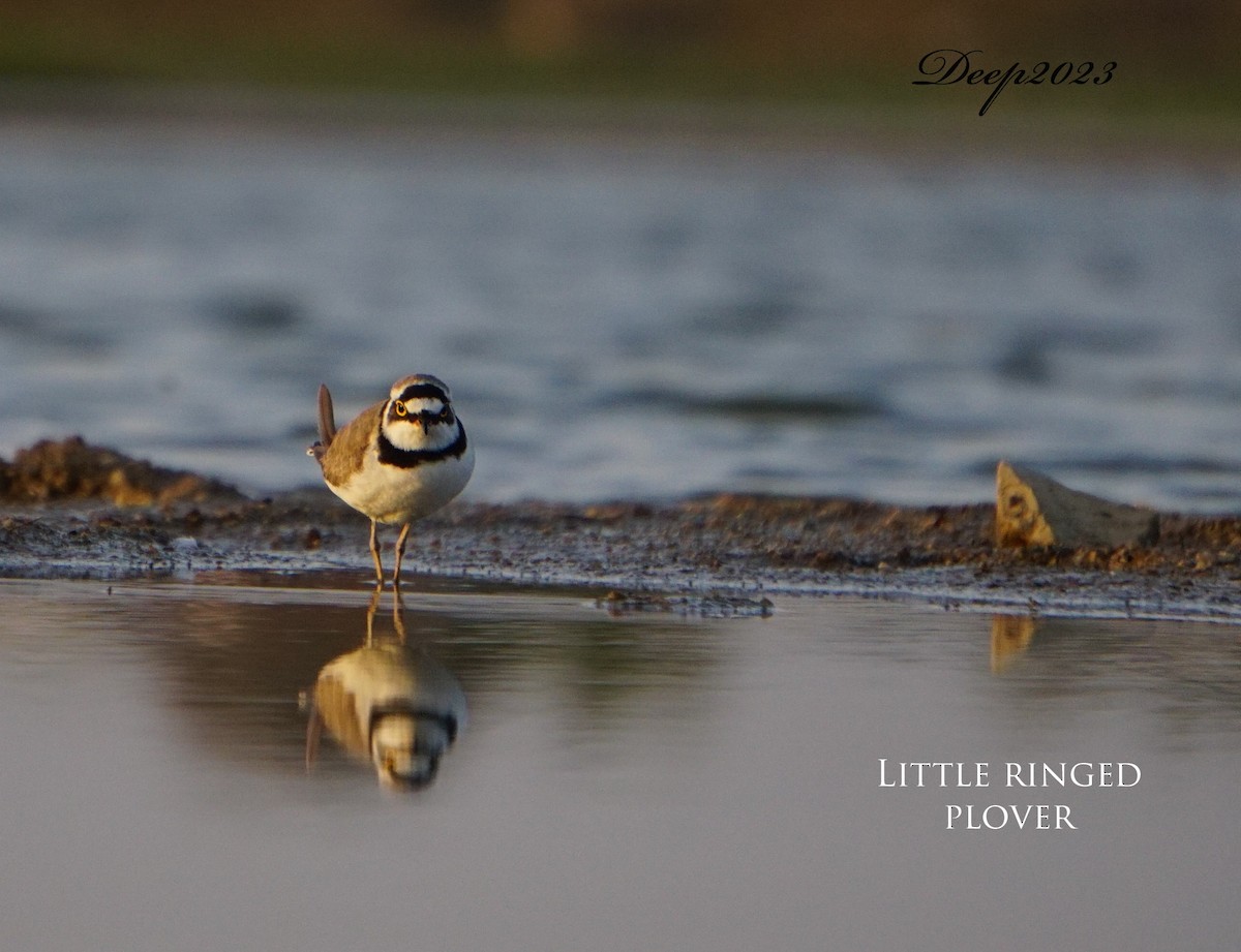 Little Ringed Plover - ML535772561