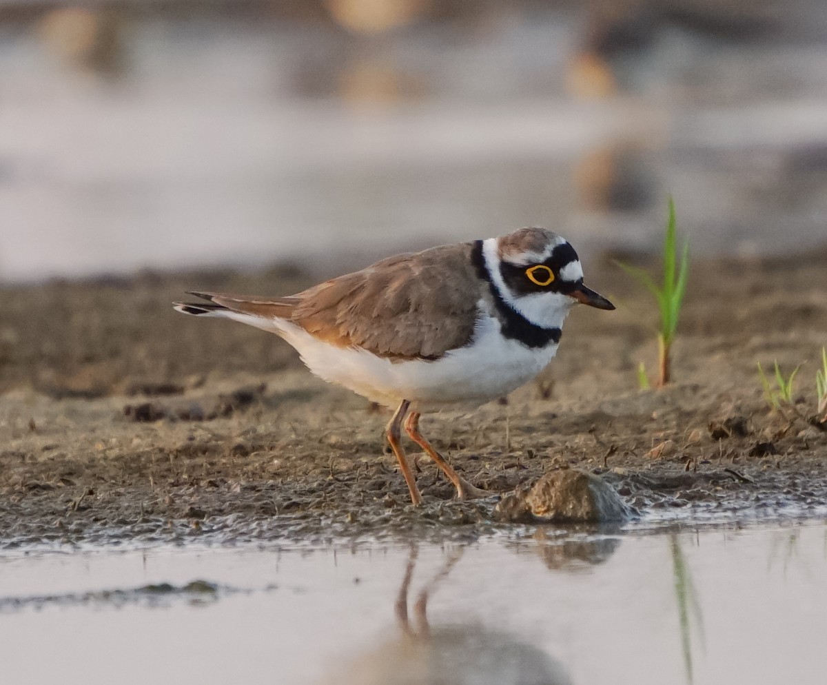 Little Ringed Plover - ML535772571