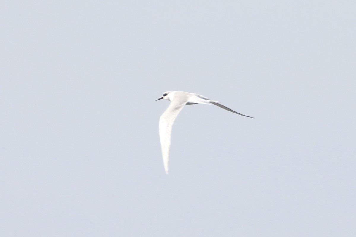 Forster's Tern - Karen & Tom Beatty