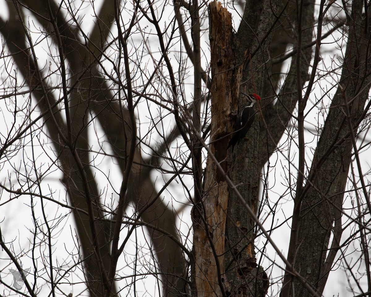 Pileated Woodpecker - ML535776961