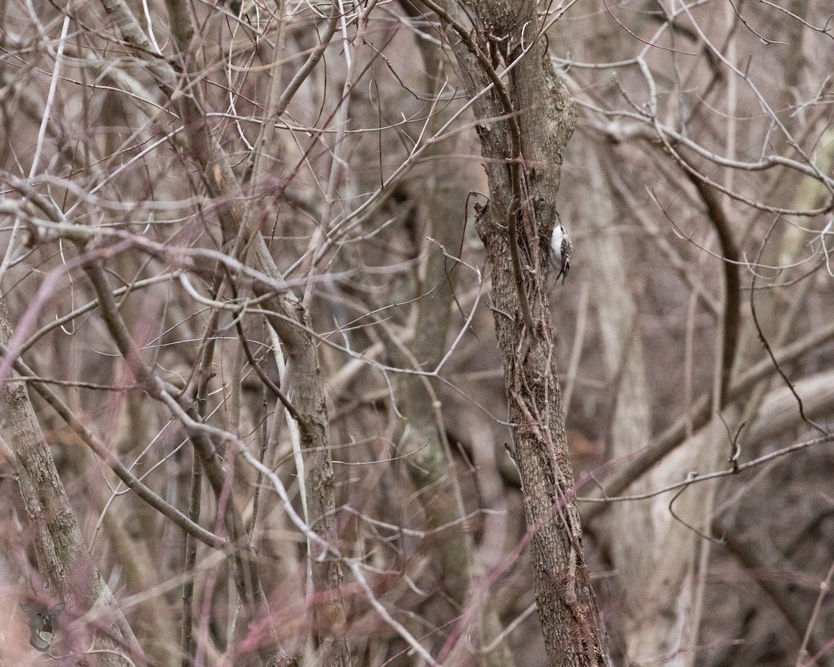 Brown Creeper - ML535777021