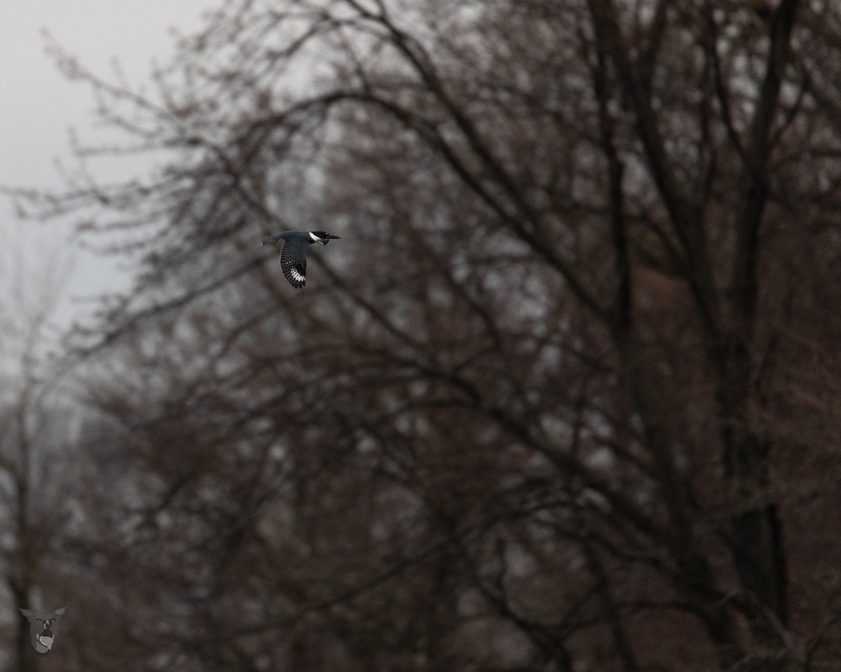 Belted Kingfisher - ML535777401
