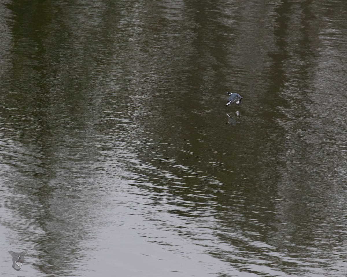 Belted Kingfisher - ML535777411