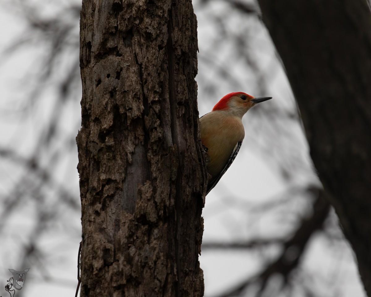 Red-bellied Woodpecker - ML535777471