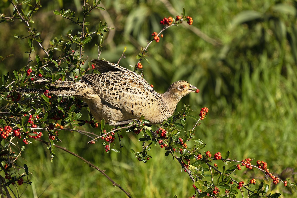Faisán Vulgar - ML535777491