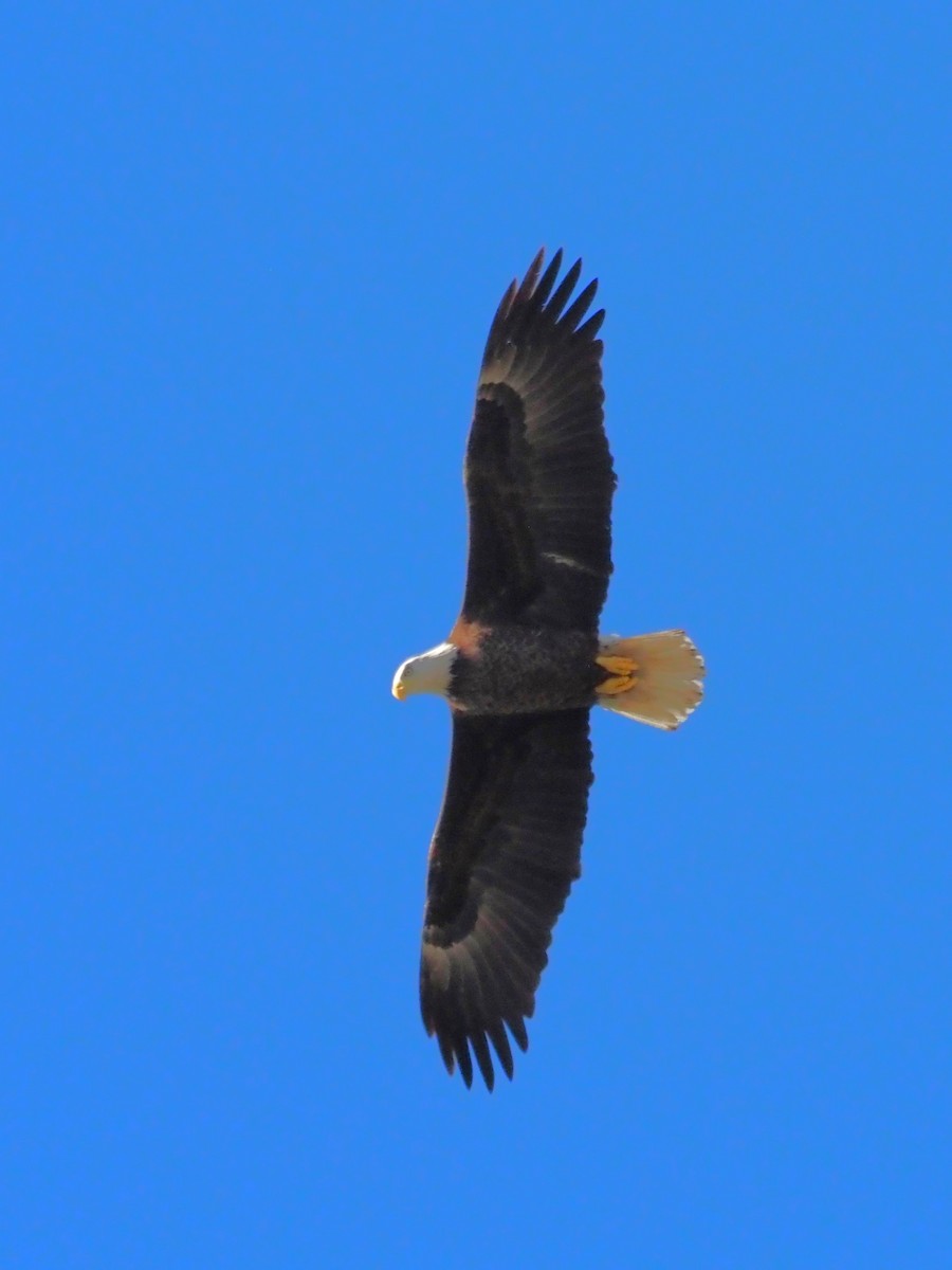 Bald Eagle - ML535777571