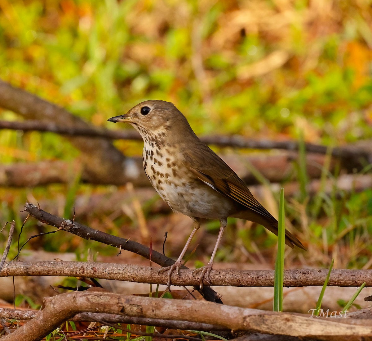 Hermit Thrush - Tom Mast