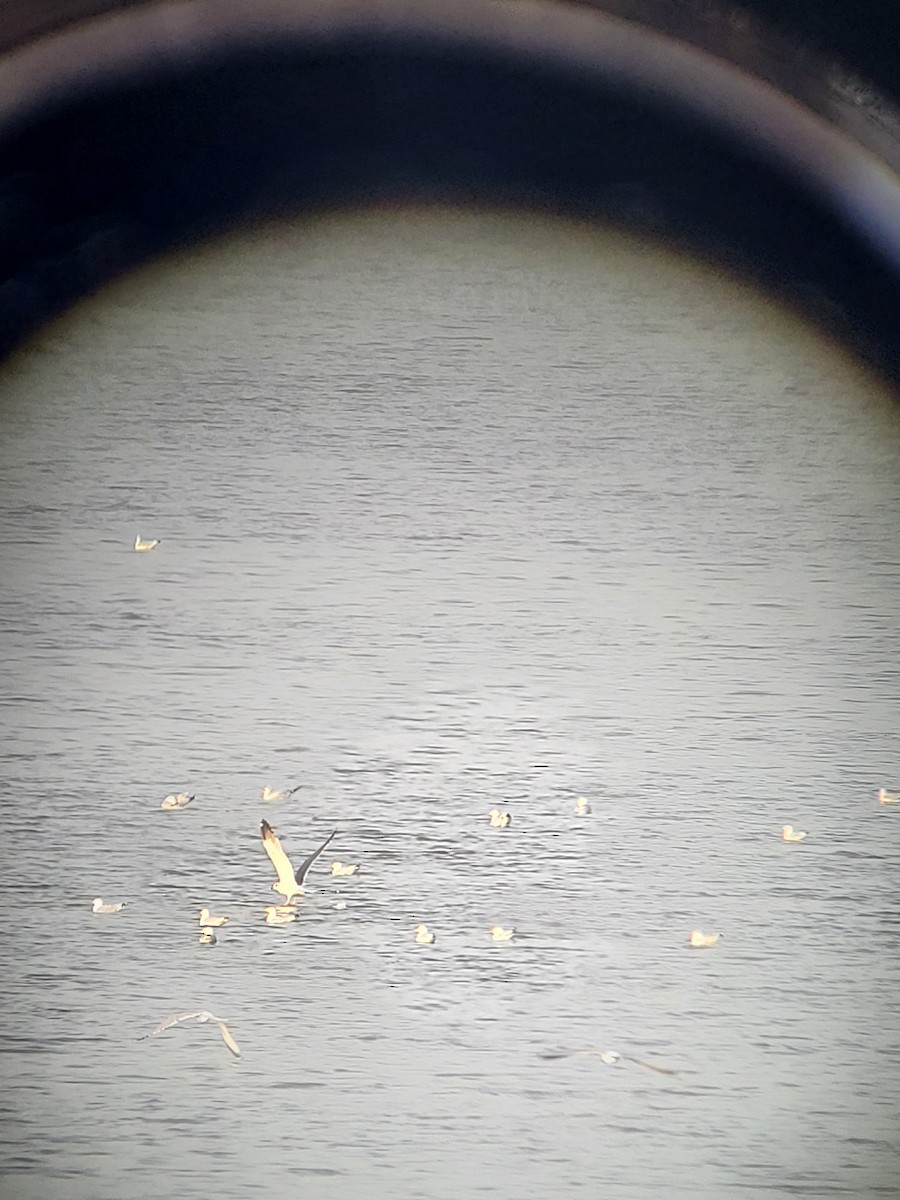 Lesser Black-backed Gull - ML535780391