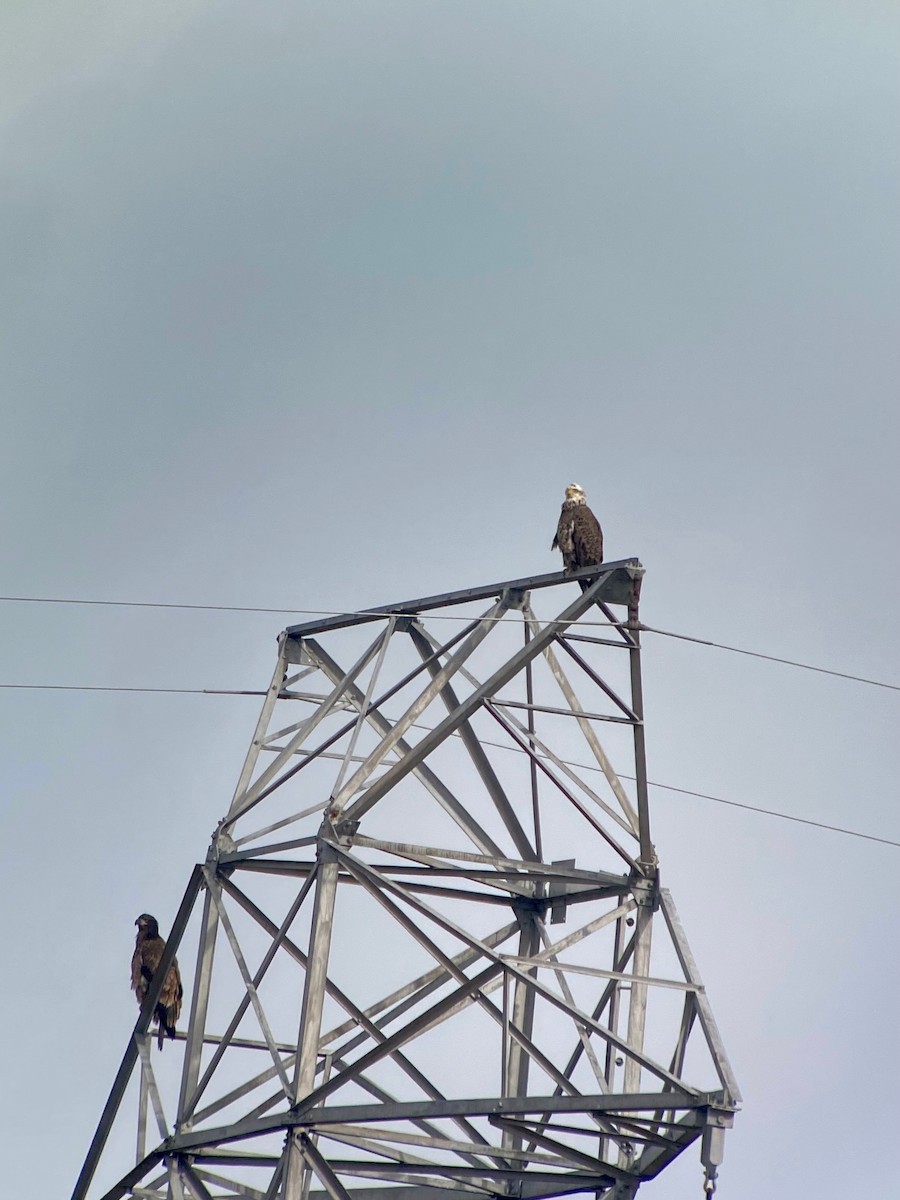 Bald Eagle - ML535780461