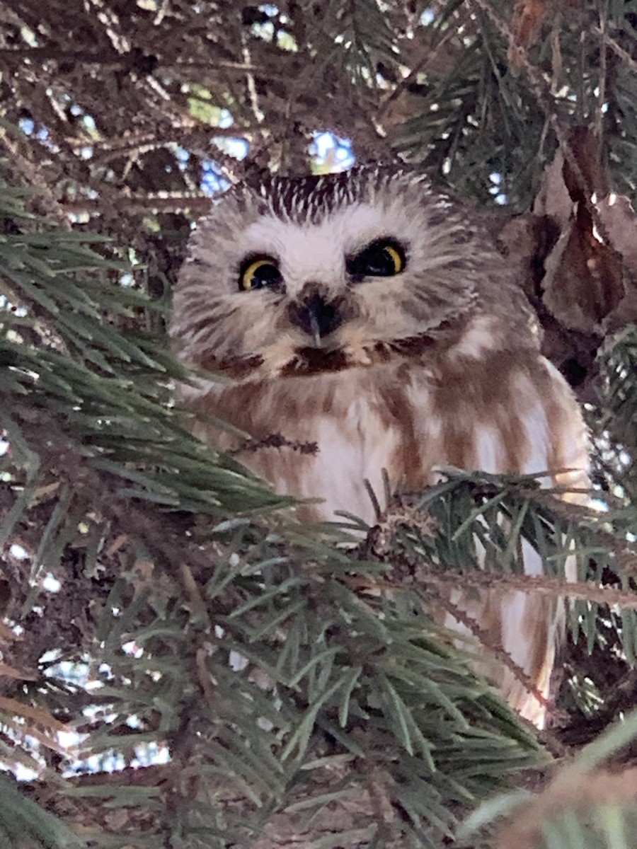 Northern Saw-whet Owl - ML535780511