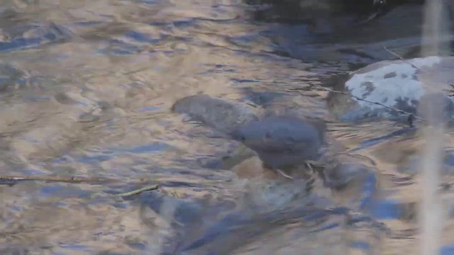 American Dipper - ML535781171