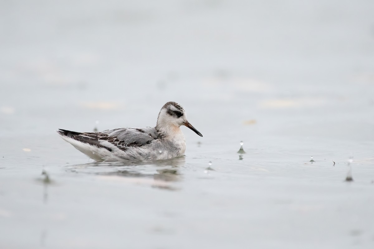 polarsvømmesnipe - ML535781191