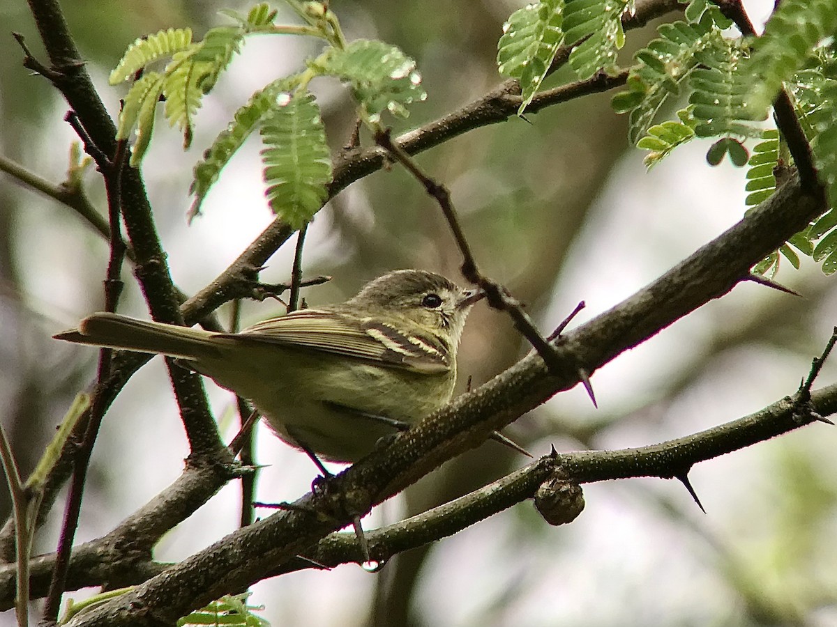 Reiser's Tyrannulet - ML535782051