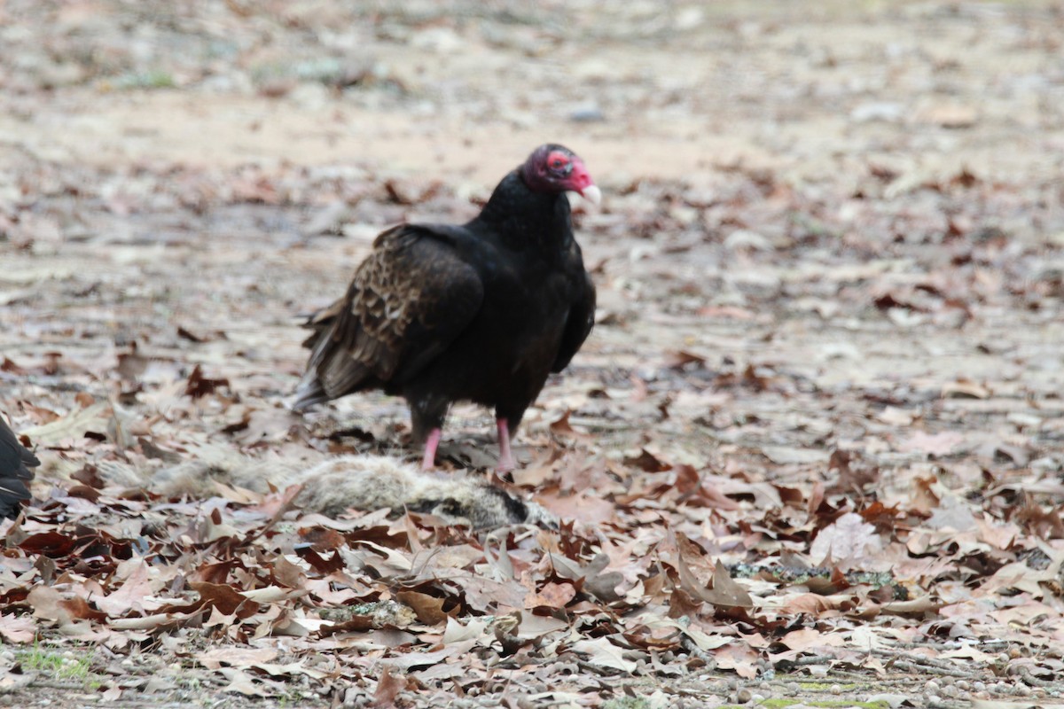 Turkey Vulture - ML535782251