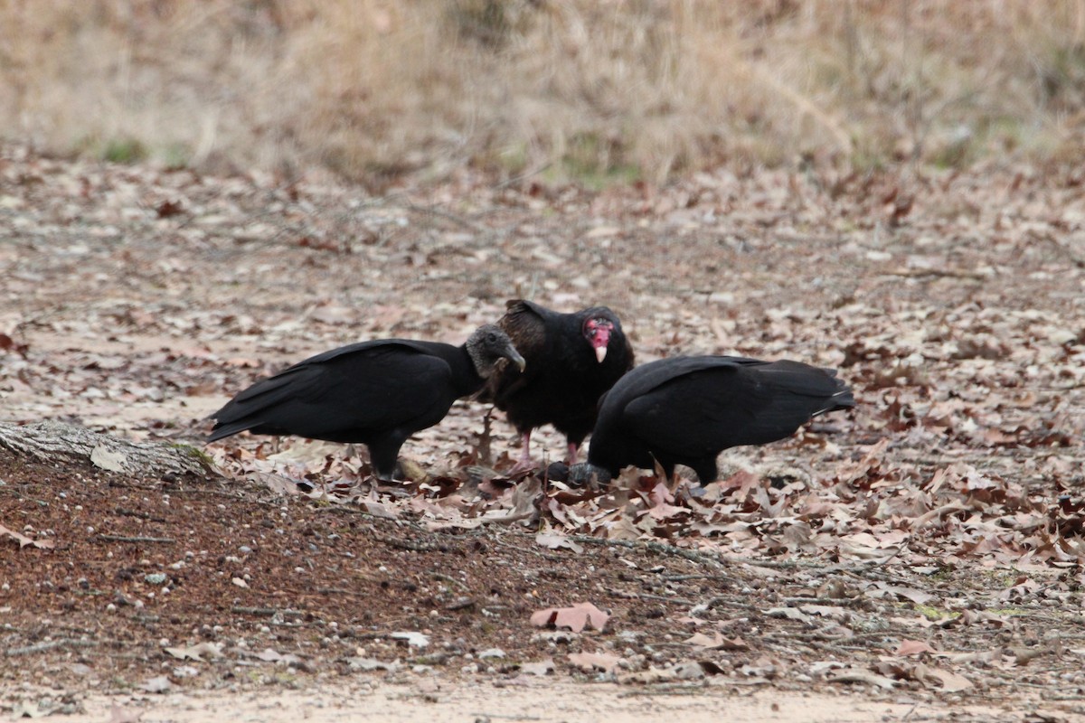 Turkey Vulture - ML535782261