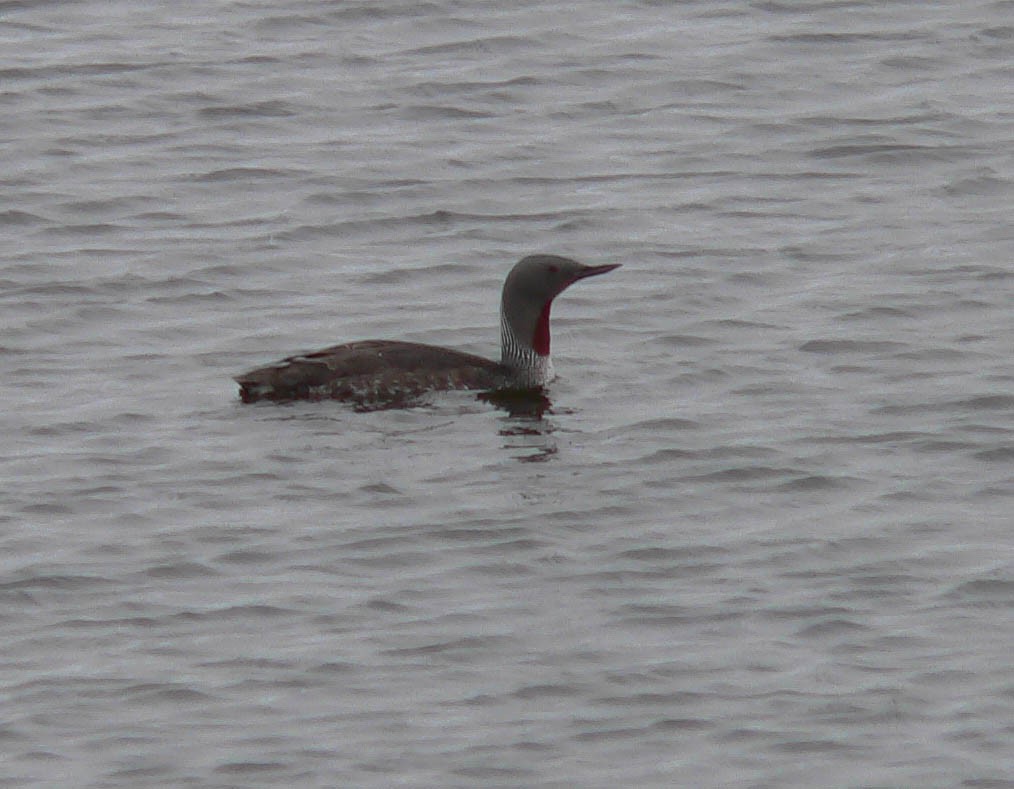 Red-throated Loon - ML535782801