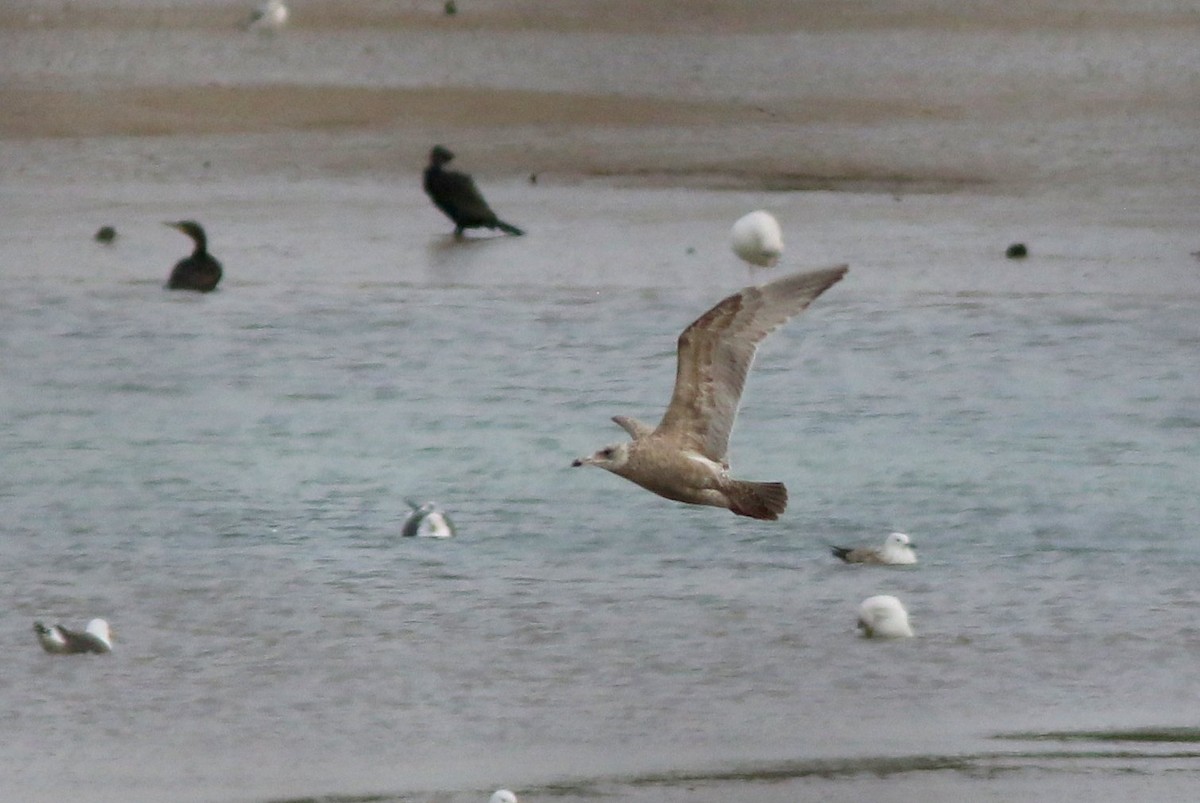 eBird Checklist - 16 Feb 2023 - Hayle Estuary RSPB Reserve--Lelant ...