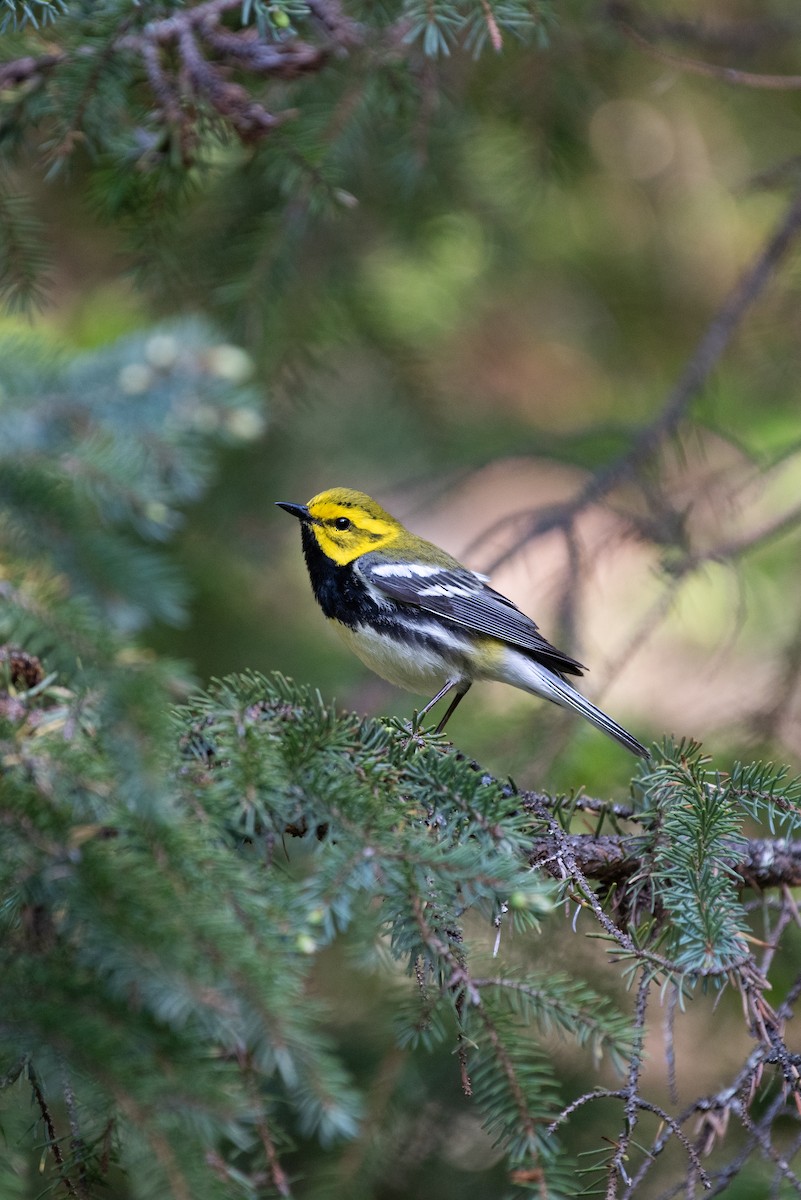 Black-throated Green Warbler - ML535783651