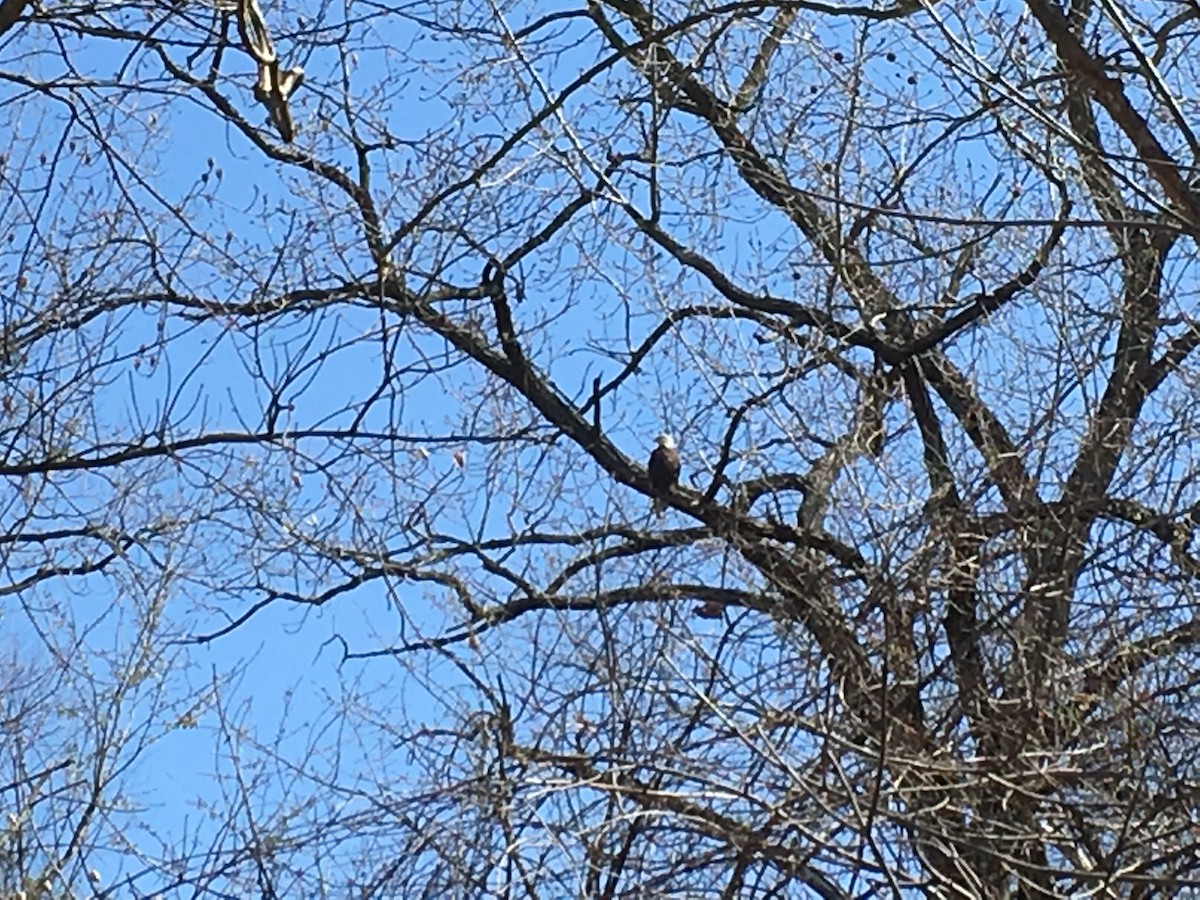 Bald Eagle - Jeffrey Roth