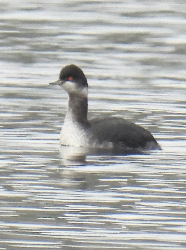 Eared Grebe - ML535785661