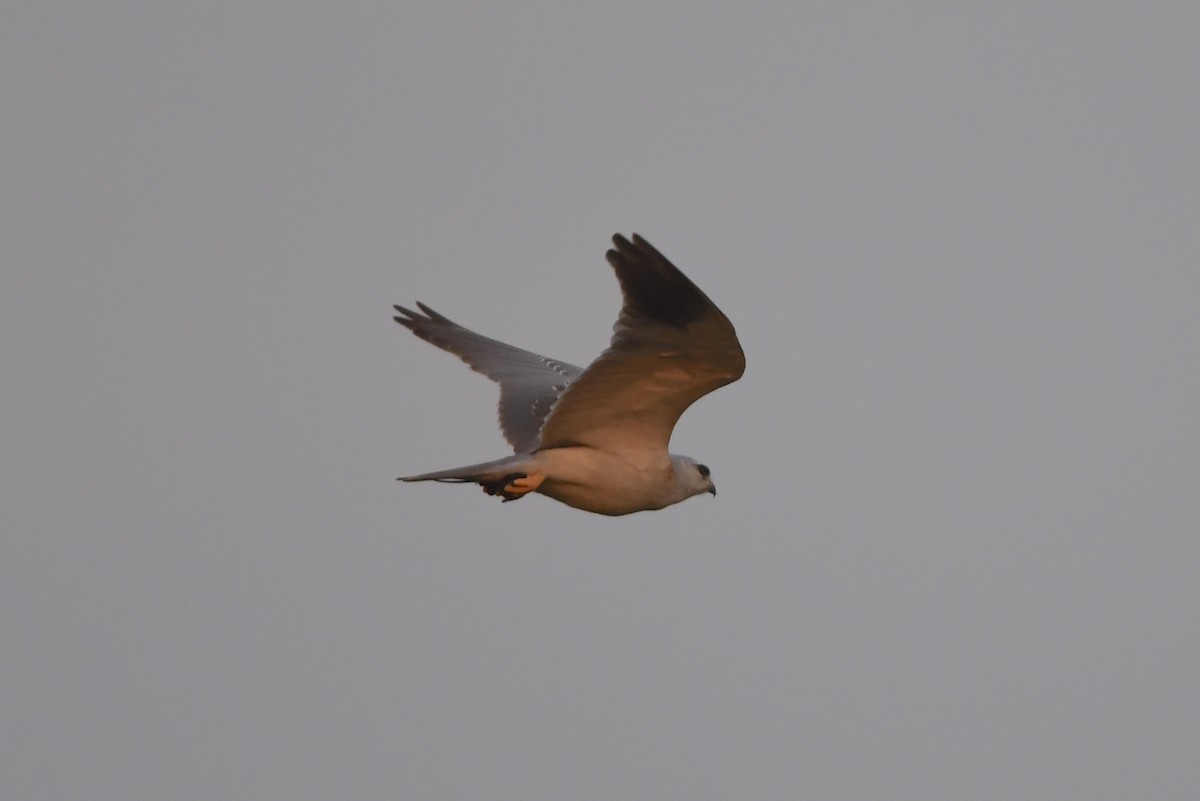 Black-winged Kite (African) - ML535785841