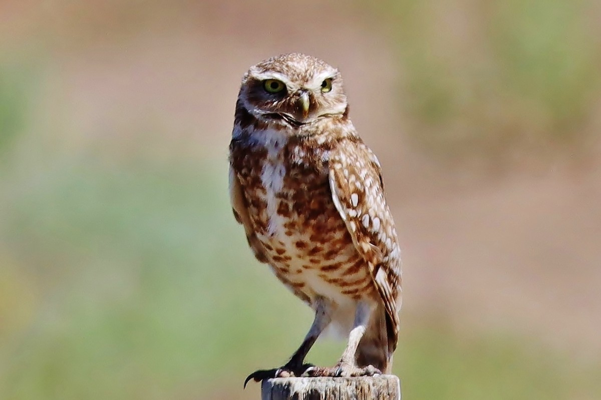 Burrowing Owl - ML535786481