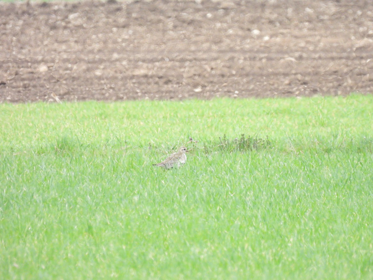 European Golden-Plover - Nej Primožič