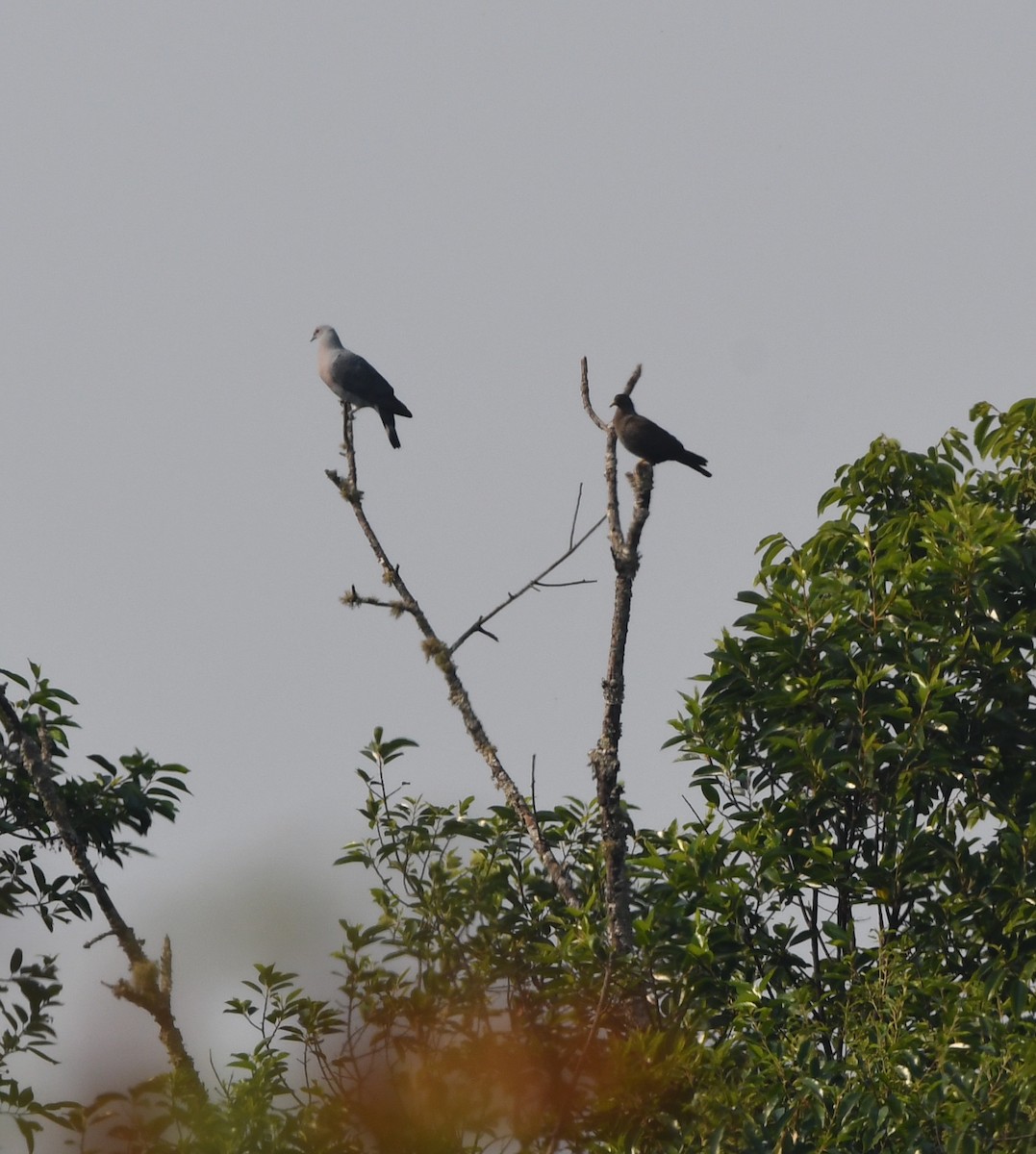 Western Bronze-naped Pigeon - ML535789041