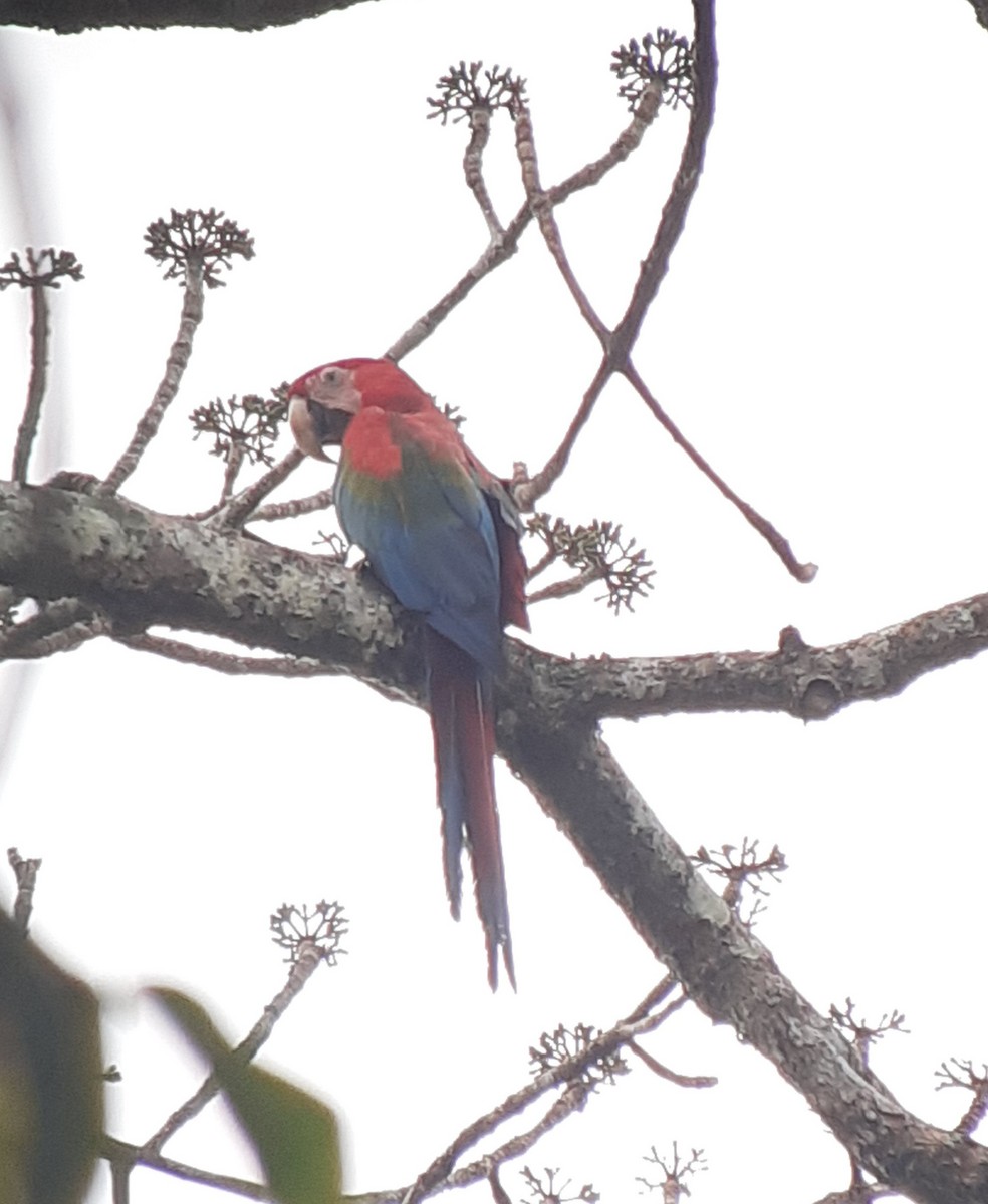 Red-and-green Macaw - ML535789151