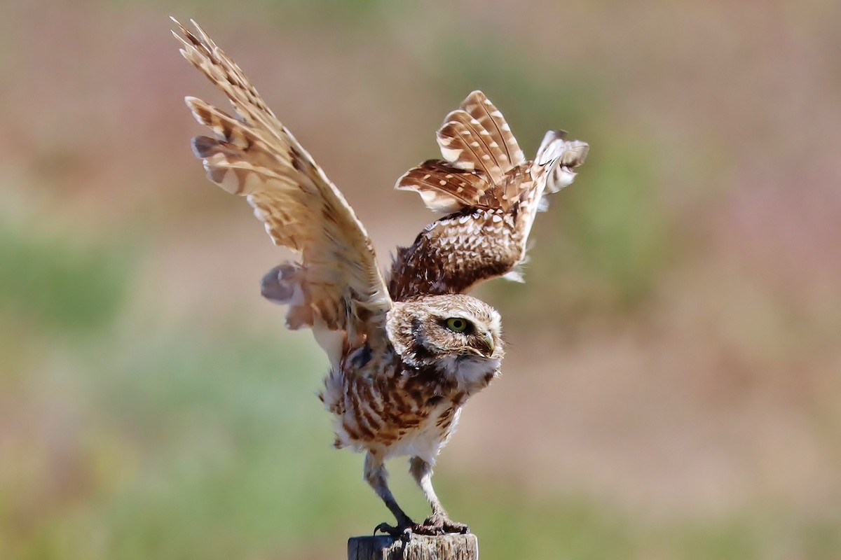 Burrowing Owl - ML535789441