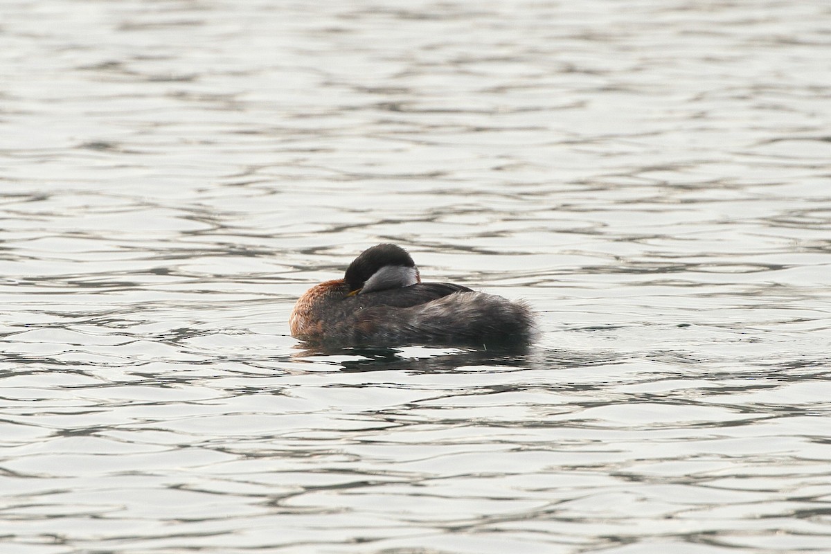 Red-necked Grebe - ML535789681