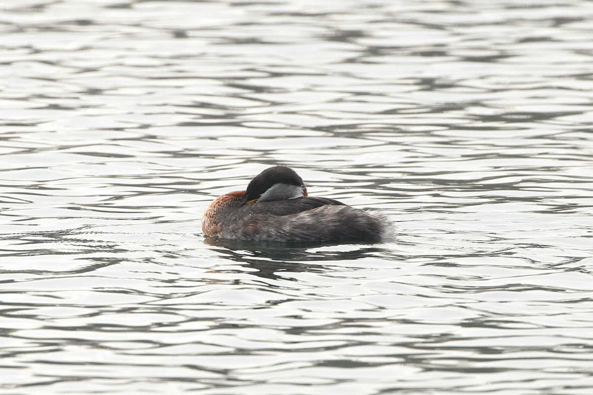 Red-necked Grebe - ML535789701
