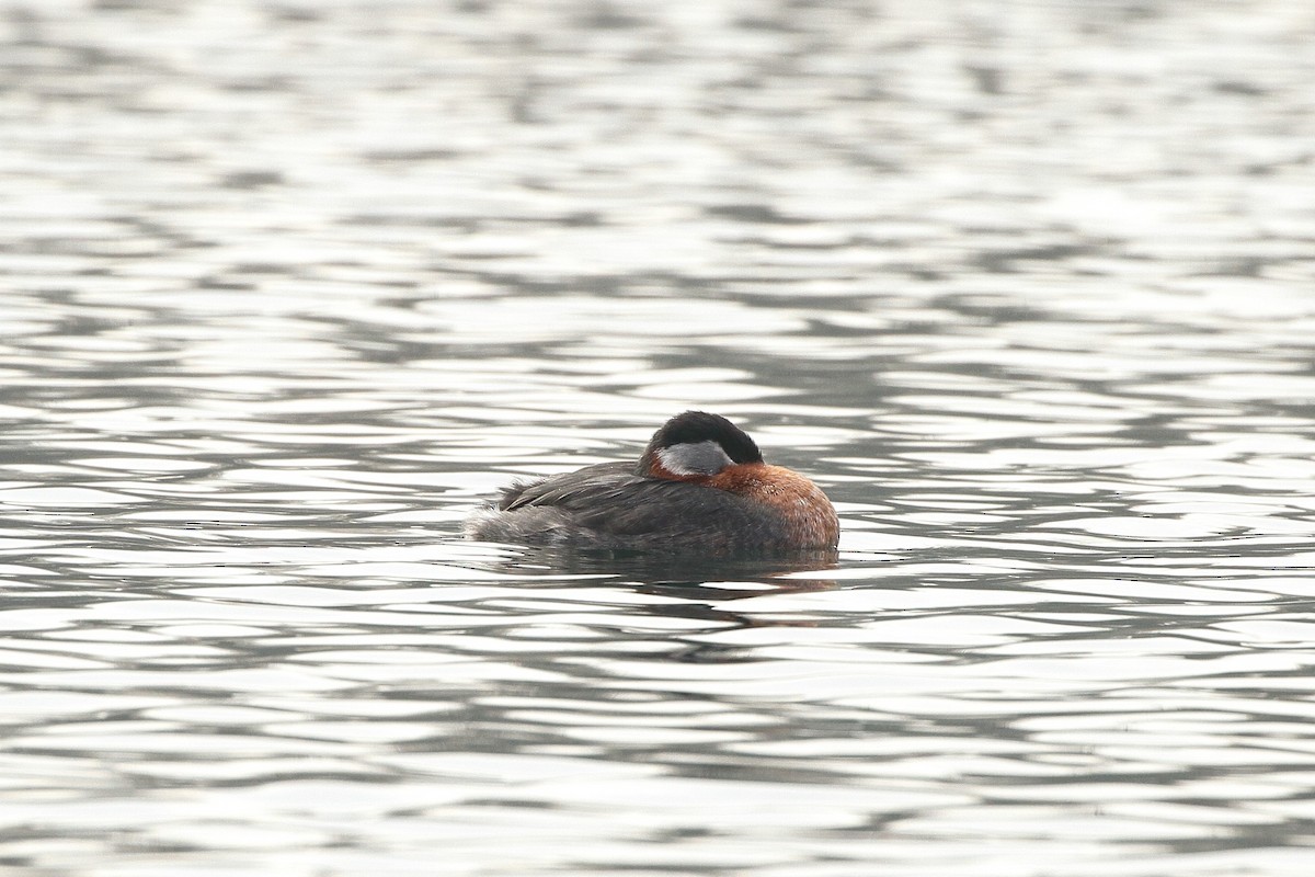 Red-necked Grebe - ML535789721