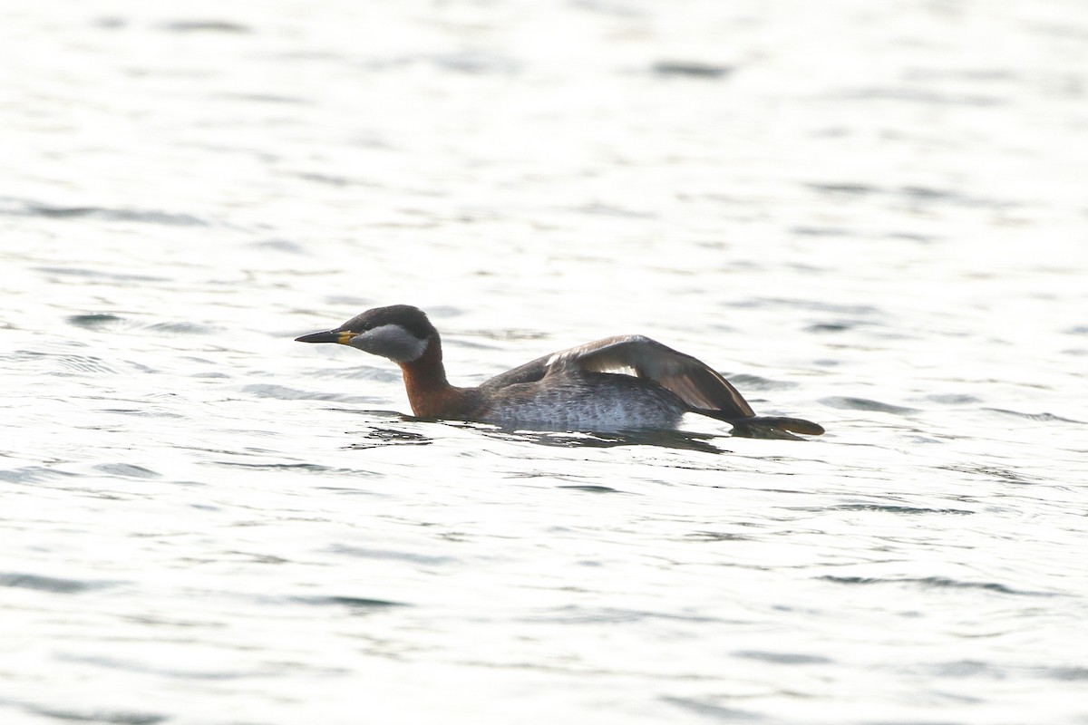 Red-necked Grebe - ML535789731