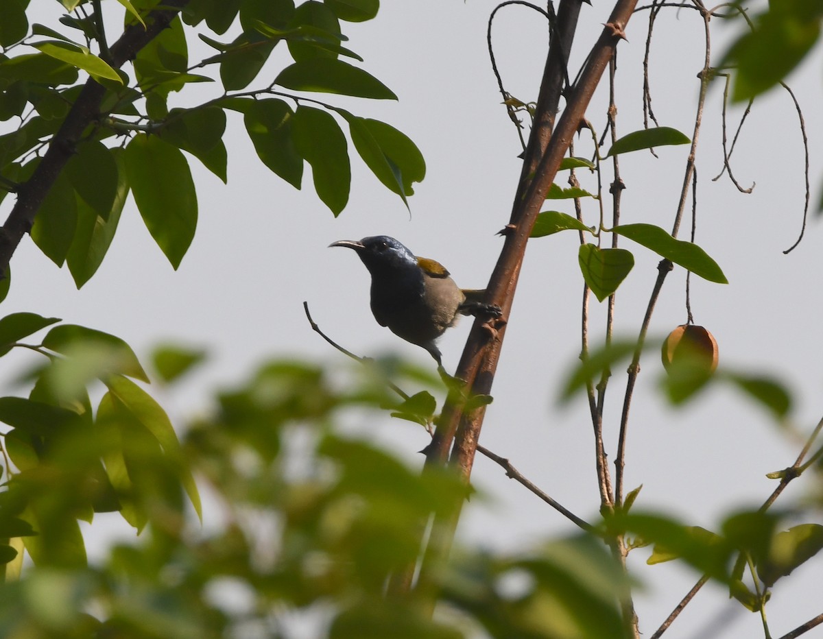 Bannerman's Sunbird - ML535790151