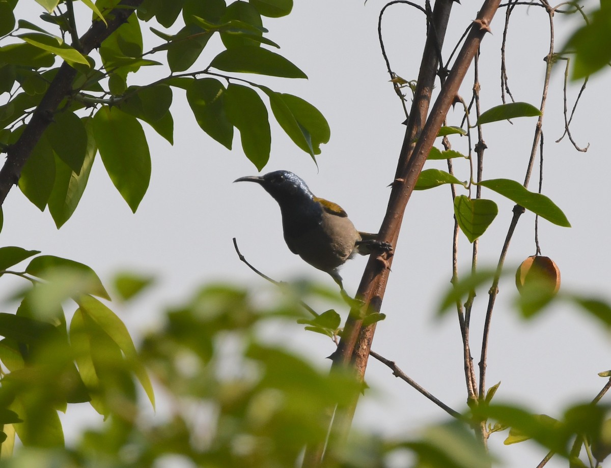 Bannerman's Sunbird - ML535790221